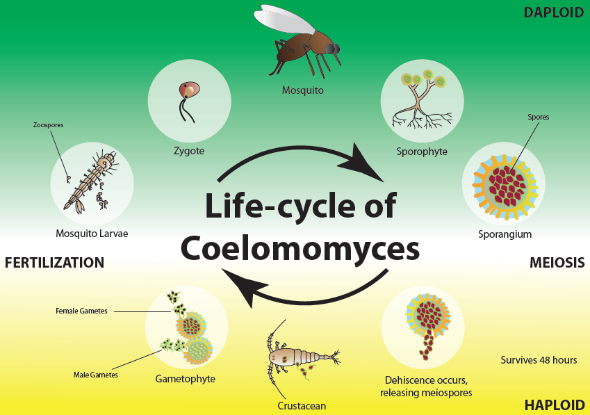 Представитель Семейства Coelomomycetaceae